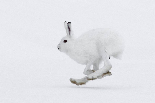 Nabazu.ru : Охота на зайца зимой. Полезные статьи об охоте, рыбалке,  подводной охоте