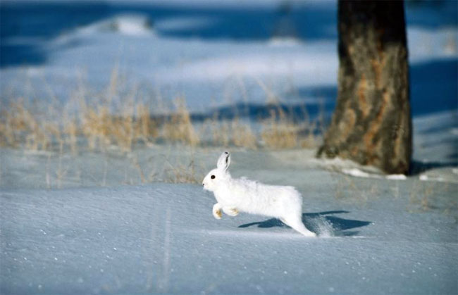 Nabazu.ru : Охота на зайца зимой. Полезные статьи об охоте, рыбалке,  подводной охоте